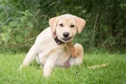 Asfalto quente: como evitar queimaduras nas patas do seu cachorro