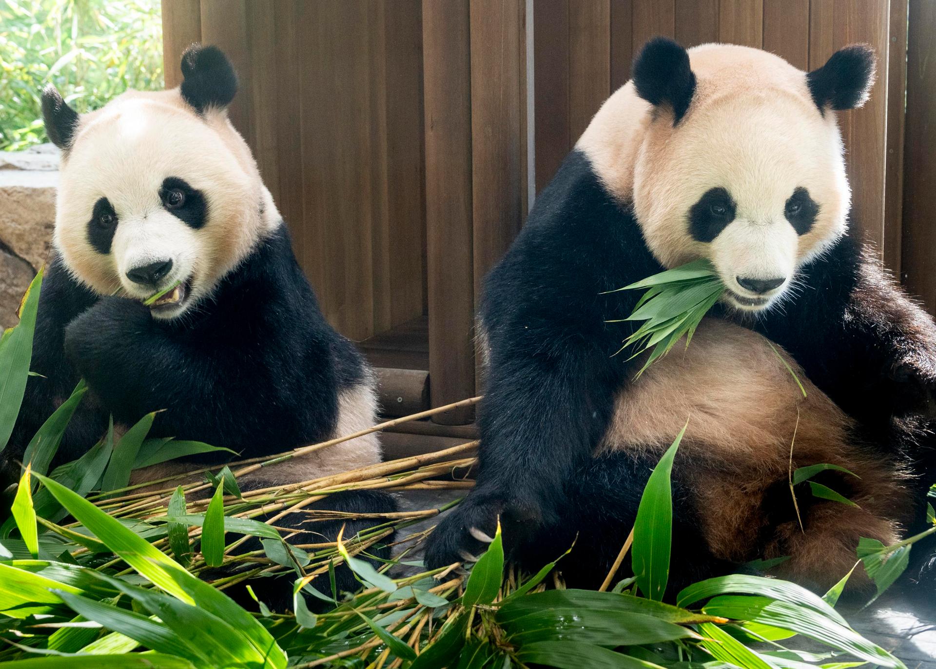 Gêmeos panda-asiáticos nascidos na Coreia serão transferidos para a China em dezembro