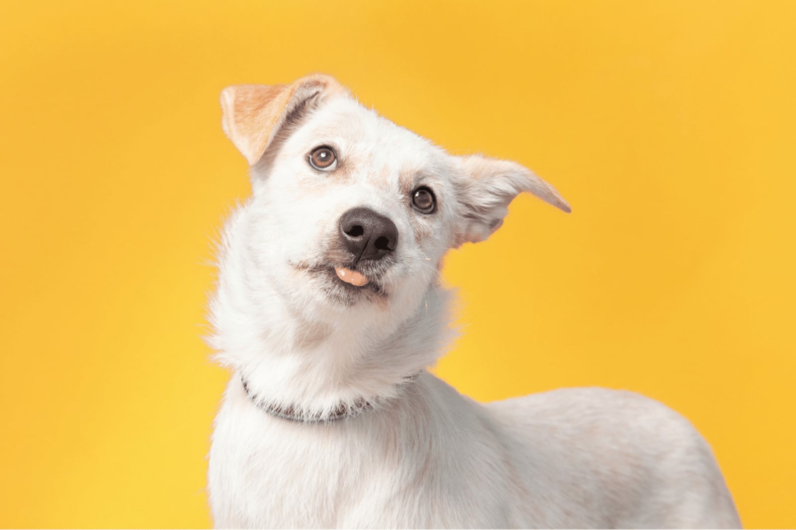 Fã de Rick e Morty? O seu cachorro merece um nome inspirado nos personagens da animação Portal EdiCase