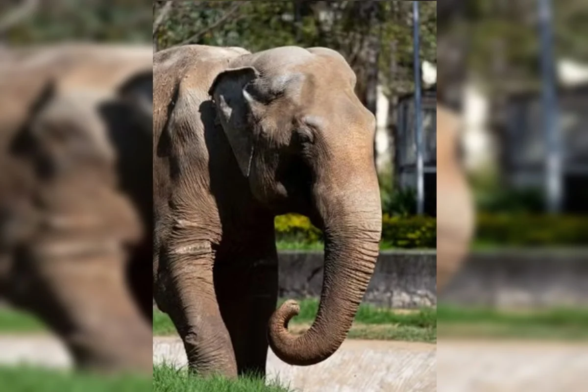 Elefante também conhecido como Sandrão está sendo transferido para santuário em MT
