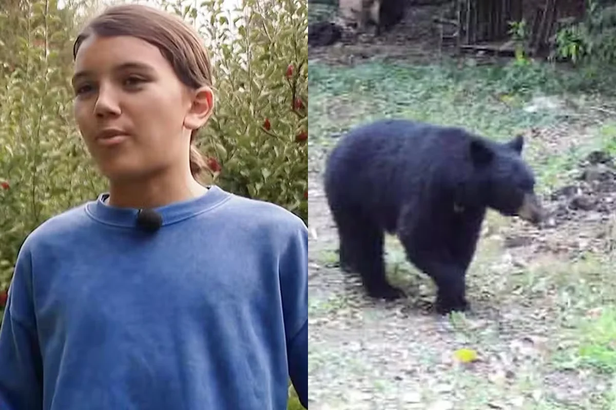 Menino de 12 anos luta com urso, acerta soco e escapa de ataque nos EUA