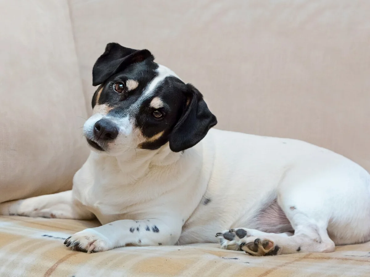 Inclinar a cabeça ao ouvir o tutor pode ser sinal de atenção do pet