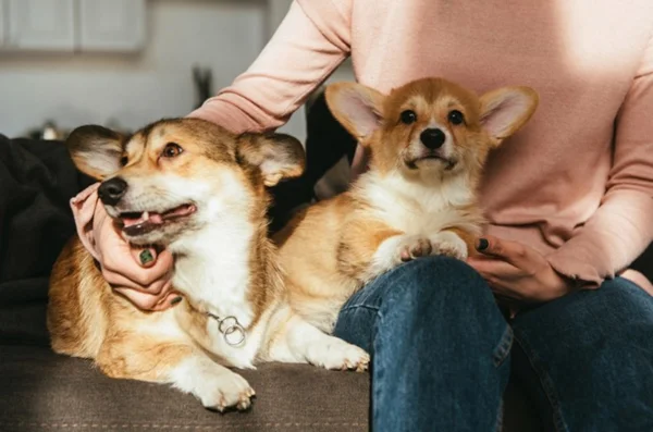 Cérebro de cães tem habilidade ligada à fala semelhante à dos humanos