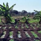 Dia Mundial da Alimentação: A segurança alimentar à prova dos conflitos e das alterações climáticas