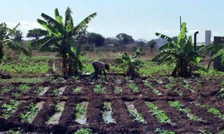 Dia Mundial da Alimentação: A segurança alimentar à prova dos conflitos e das alterações climáticas