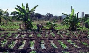 Dia Mundial da Alimentação: A segurança alimentar à prova dos conflitos e das alterações climáticas