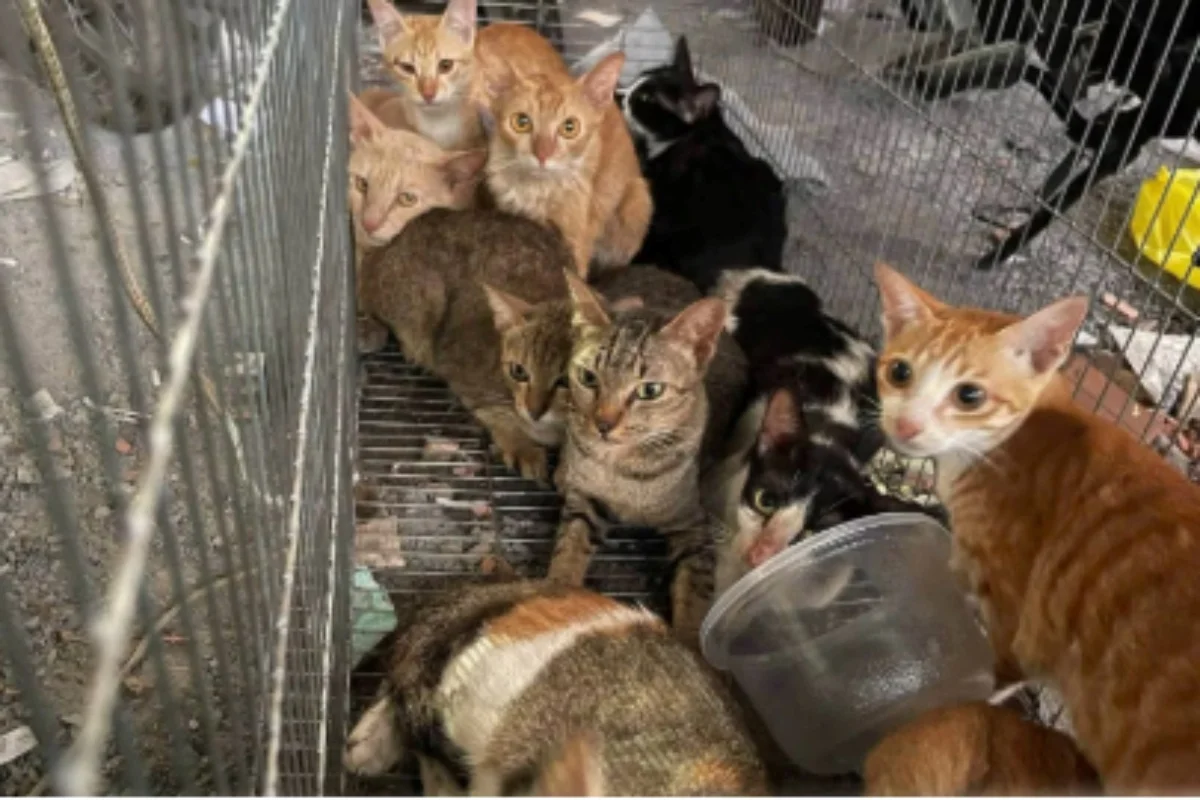 Quadrilha é presa após roubar 2,7 mil gatos para vender a carne no Vietnã