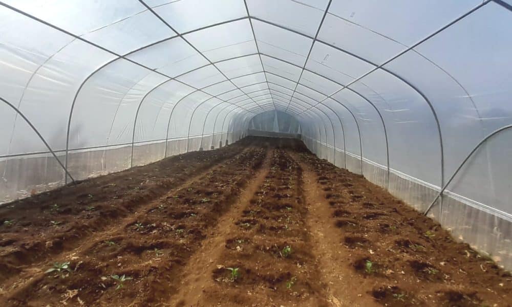 Dia Mundial da Alimentação: A segurança alimentar à prova dos conflitos e das alterações climáticas