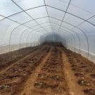 Dia Mundial da Alimentação: A segurança alimentar à prova dos conflitos e das alterações climáticas