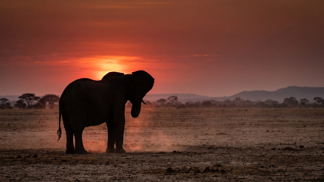 O elefante que pode reconhecer o chamado de outro indivíduo mesmo depois de anos separado dele, usando sons graves capazes de viajar grandes distâncias