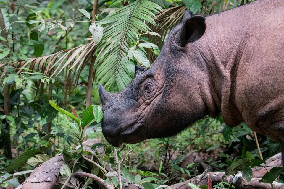 Gravidez de rinoceronte-da-sumatra anima esperanças pelo futuro da espécie ameaçada